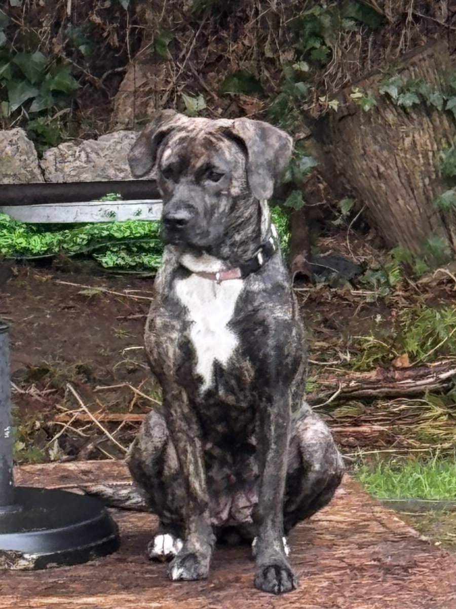 Frankie