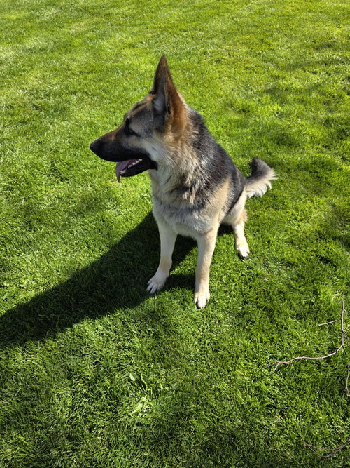 River, an adoptable German Shepherd Dog in Bow, WA