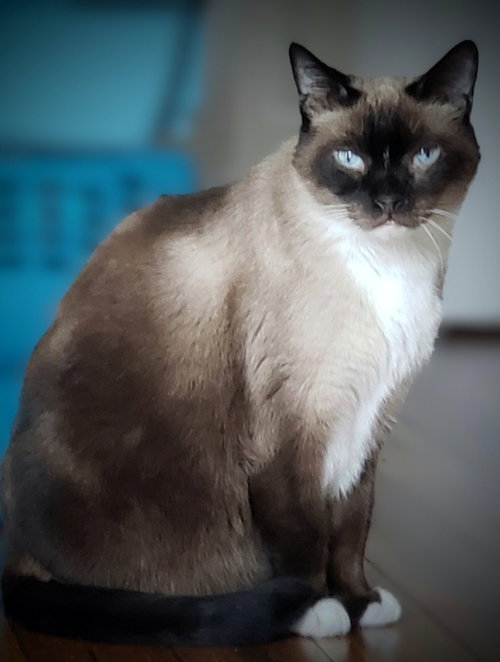 Simon, an adoptable Siamese in Bow, WA