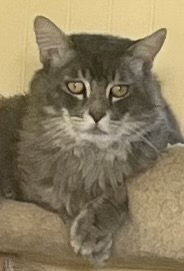 Smokey McTavish