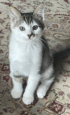 Doug, an adoptable Tabby in Bow, WA