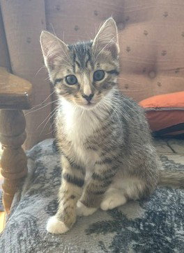 Dave, an adoptable Tabby in Bow, WA