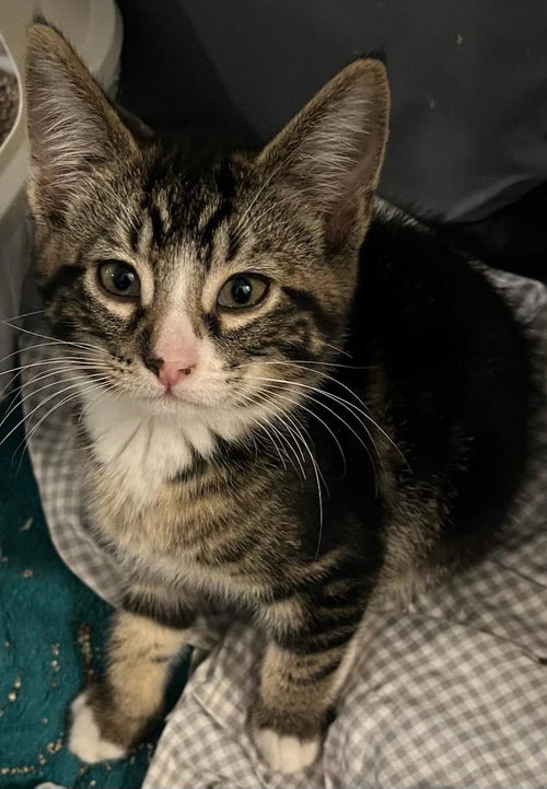 Pinky, an adoptable Tabby in Bow, WA