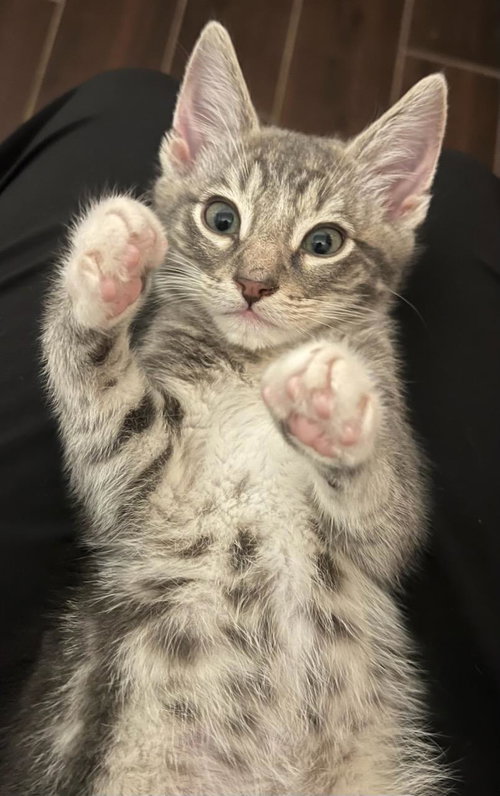 Two K, an adoptable Tiger in Bow, WA