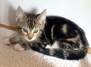 Tidbit, an adoptable Tabby in Bow, WA