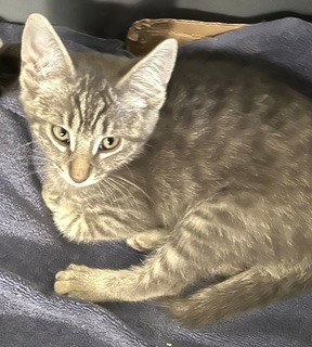 Harmony, an adoptable Tabby in Bow, WA