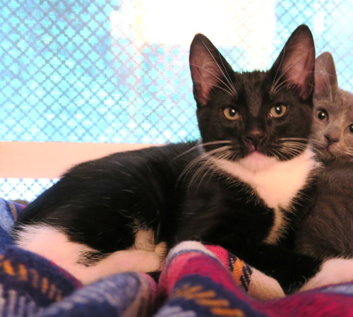 The Milkman, an adoptable Tuxedo in Bow, WA