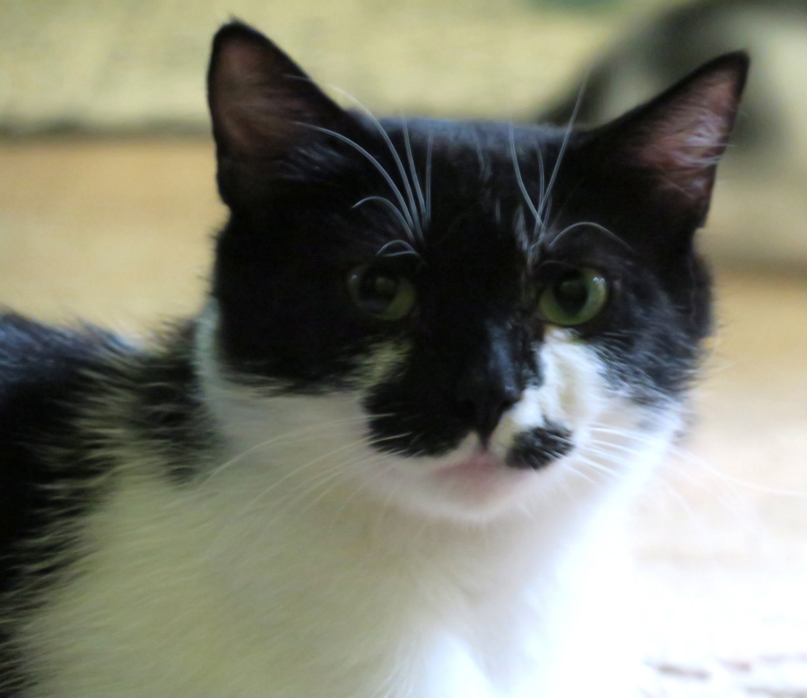 Poppy, photo 4