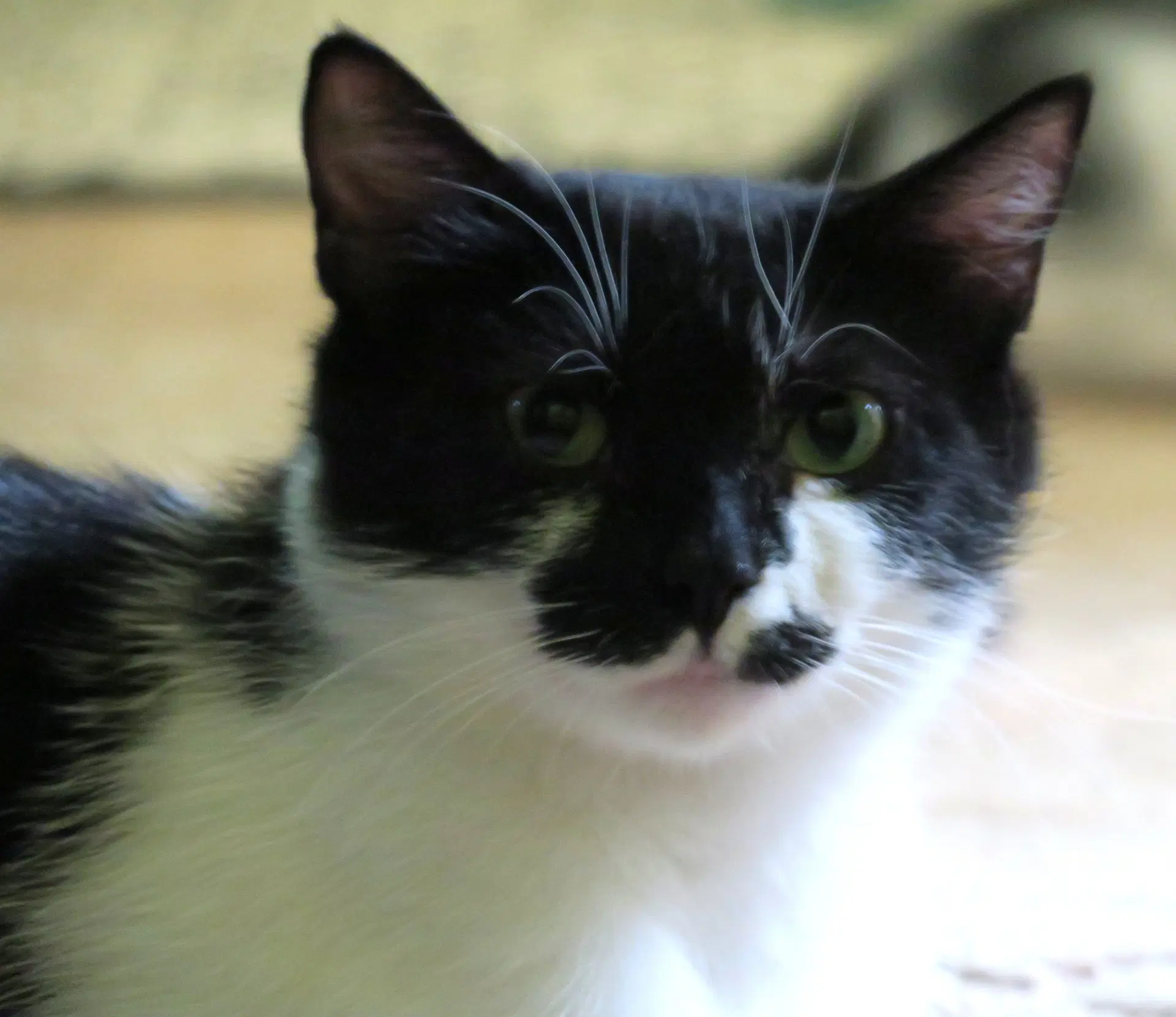 Poppy - American Shorthair
