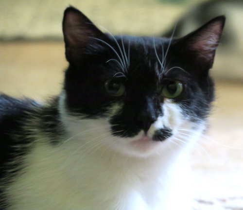 Photo 4 of Poppy