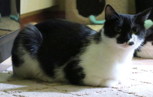 Photo 6 of Poppy