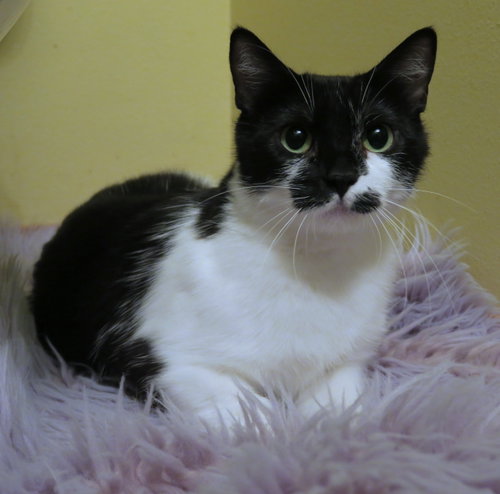 Photo of Poppy