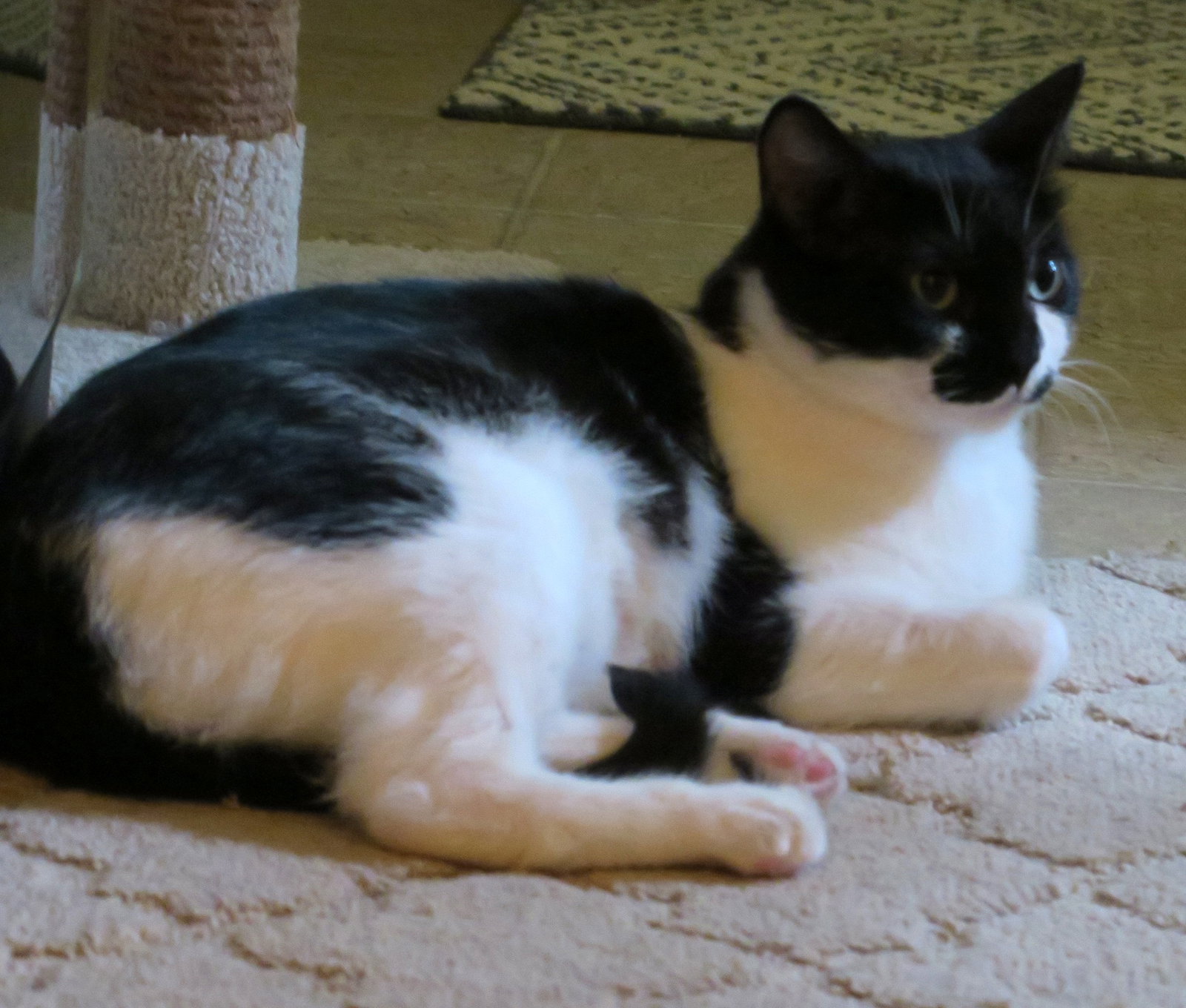 Poppy, photo 8