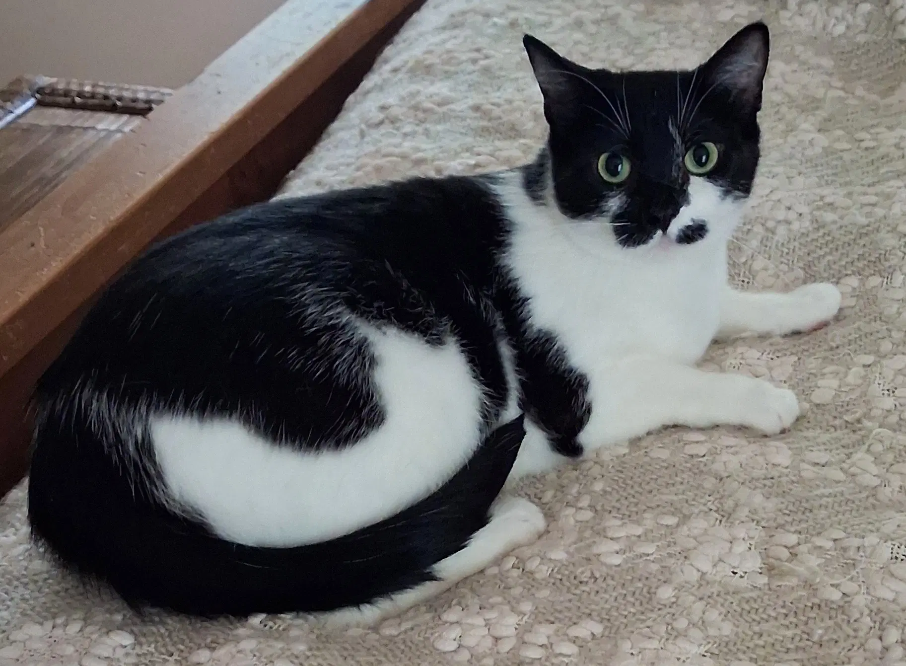 Poppy - American Shorthair