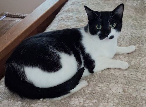 Poppy, a cat for adoption from Rocket Rescue