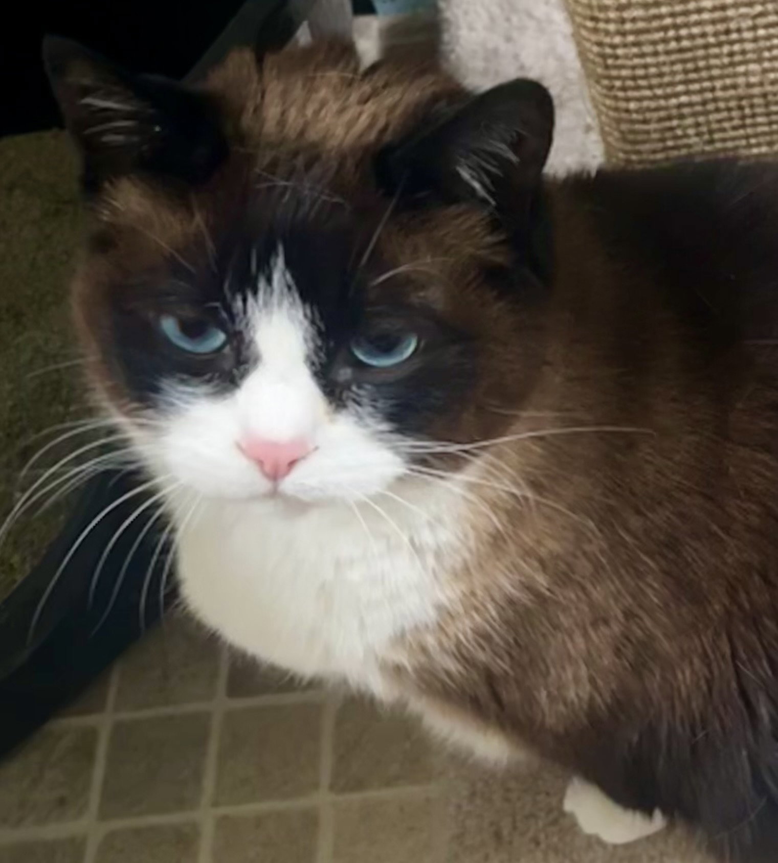 Dahlia, Snowshoe