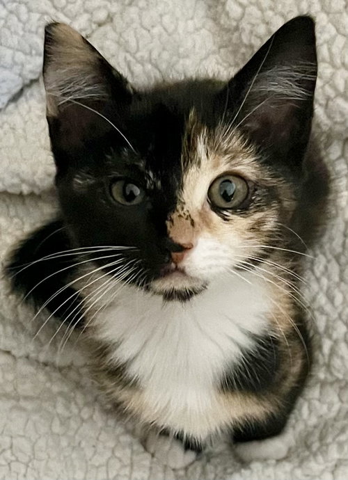 Photo of Twix