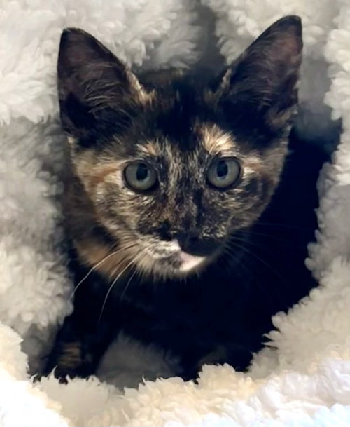 Photo of Kona
