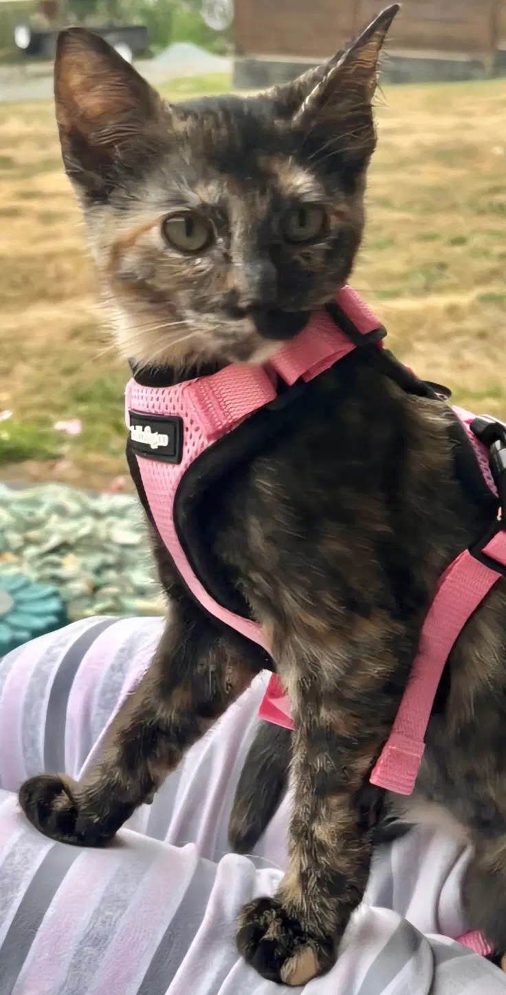 Kona - Tortoiseshell