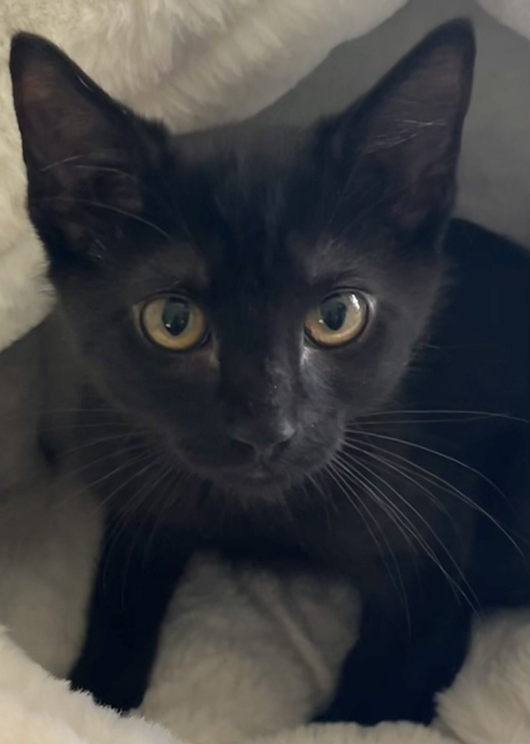 Oscar, Bombay