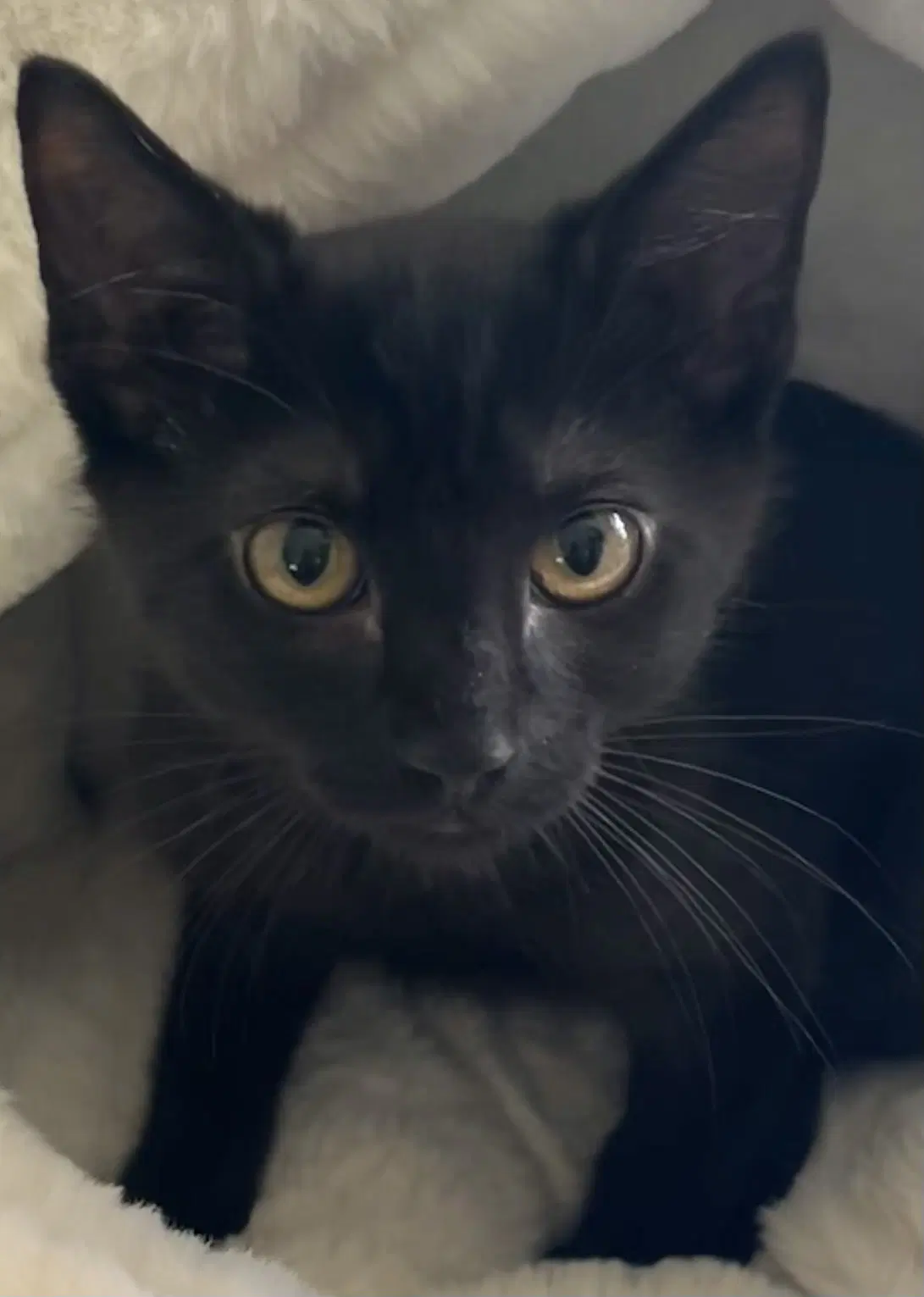 Oscar - Bobtail
