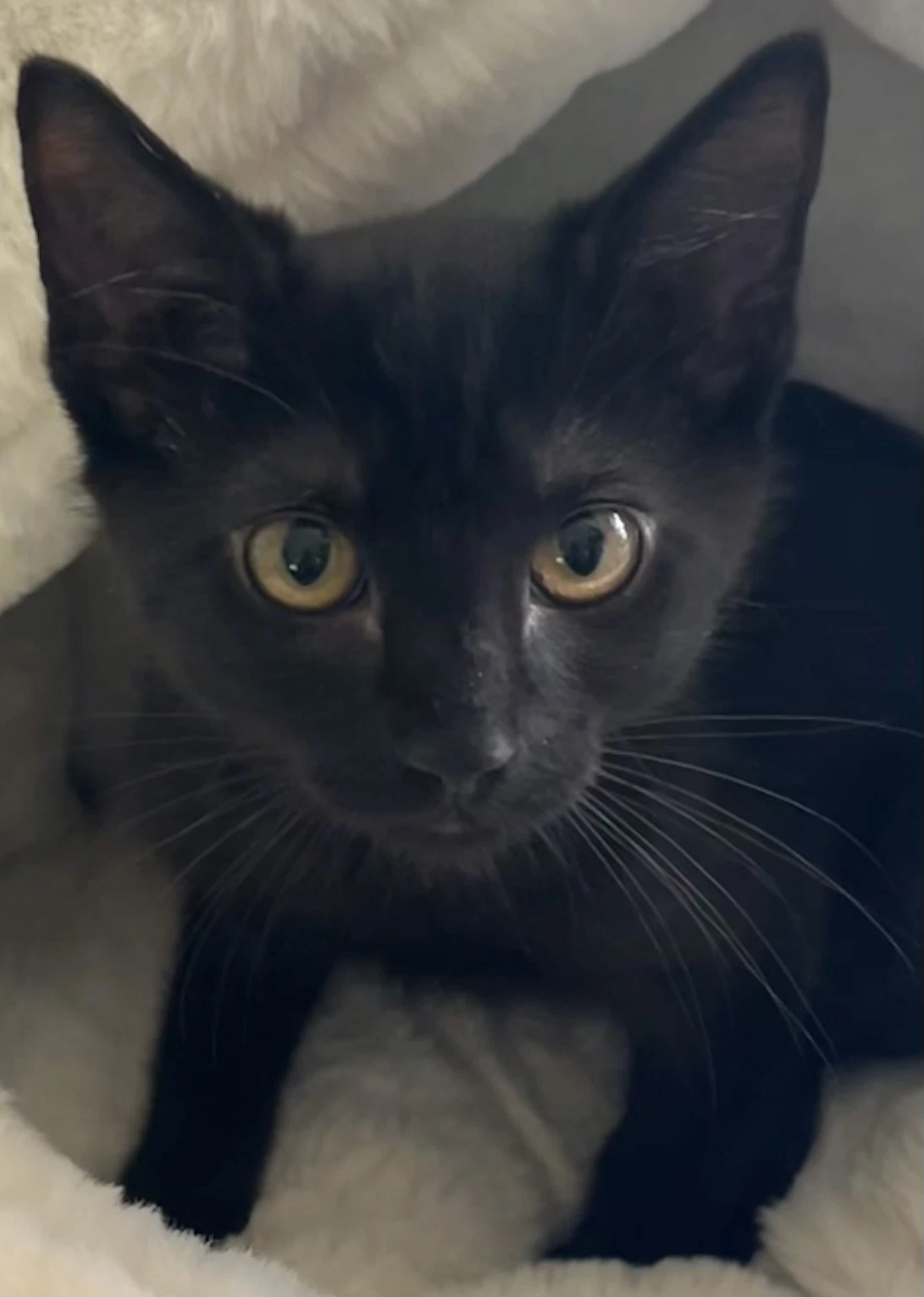 Oscar