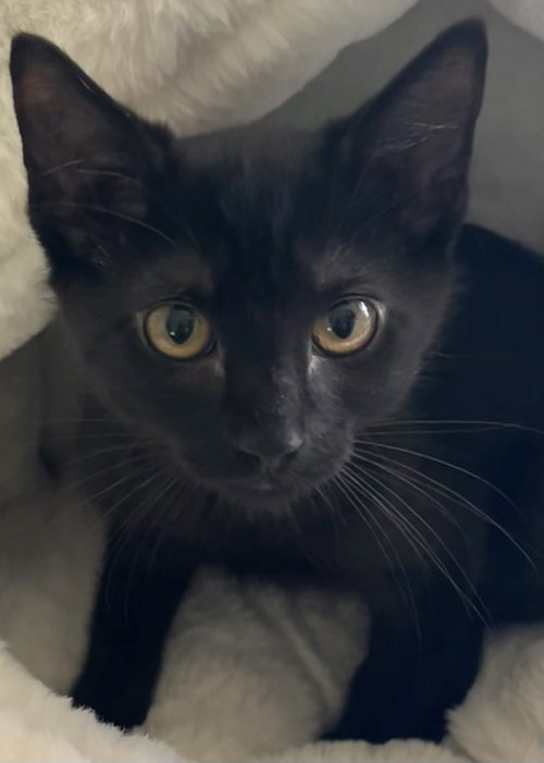 Photo of Oscar