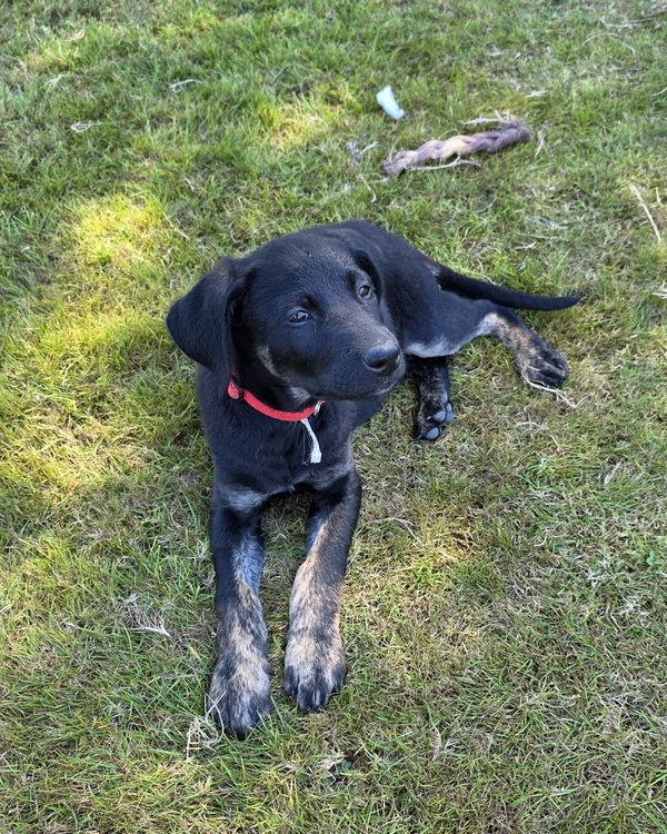 Marley
