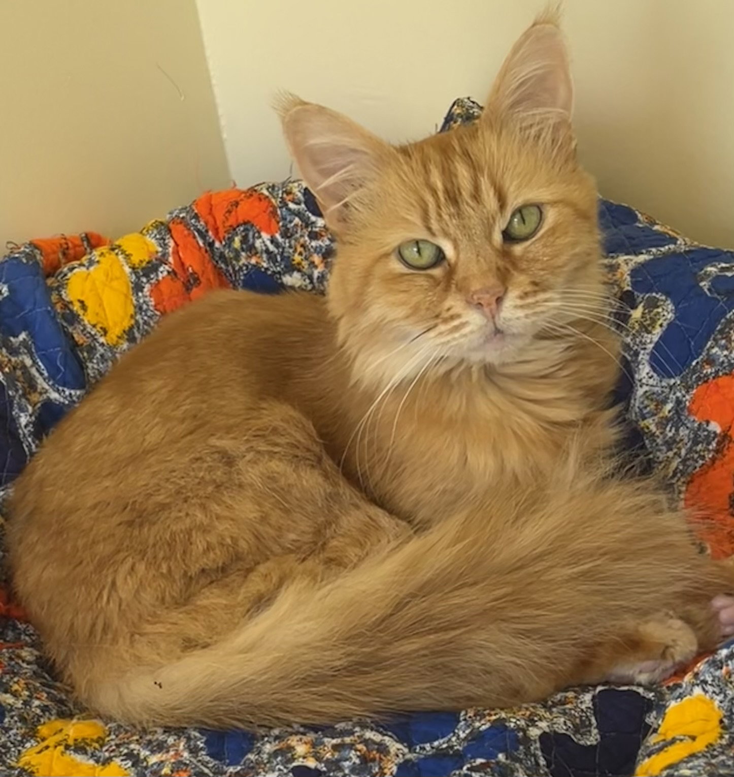 Mango Lassi, Maine Coon