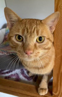 Rory McKenna, a young male Tabby cat up for adoption