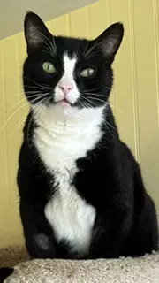 Jesse - Tuxedo