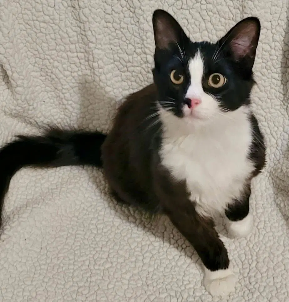 Gary - Tuxedo