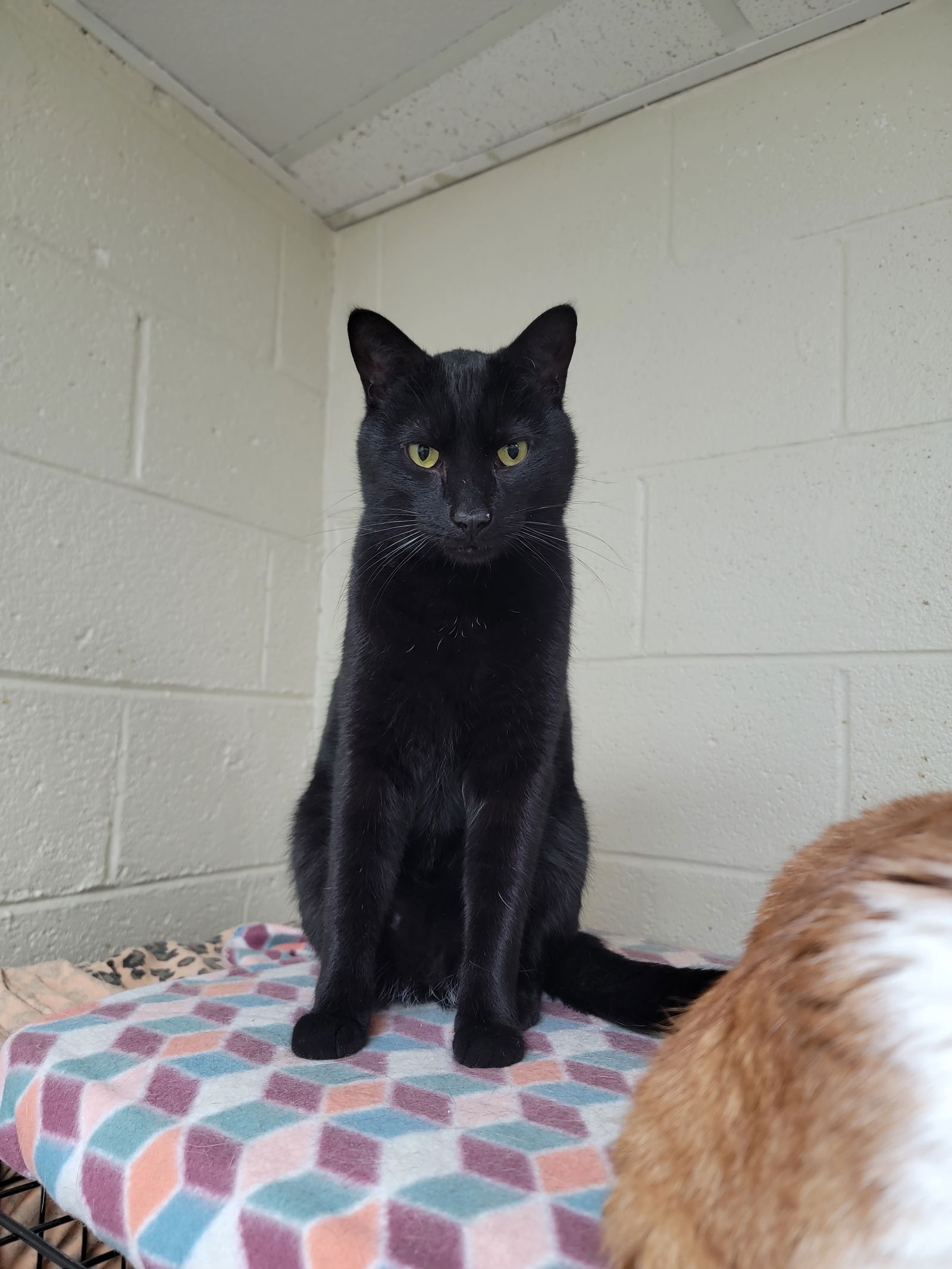 adoptable Cat in Monroe, MI named Travis