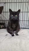 adoptable Cat in Monroe, MI named Emily