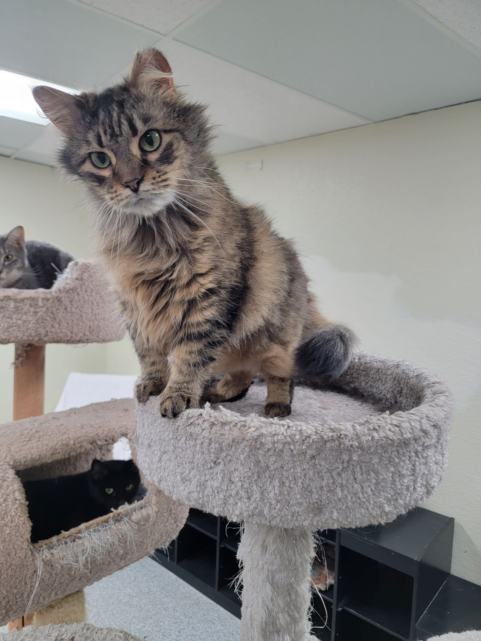 adoptable Cat in Monroe, MI named Haleigh