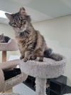 adoptable Cat in  named Haleigh