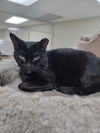 adoptable Cat in Monroe, MI named Hayzel