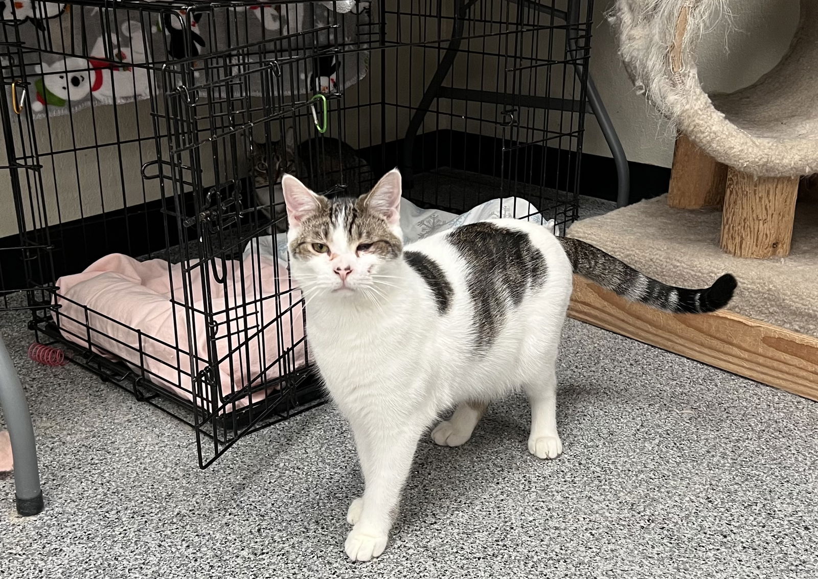 adoptable Cat in Monroe, MI named Larbi