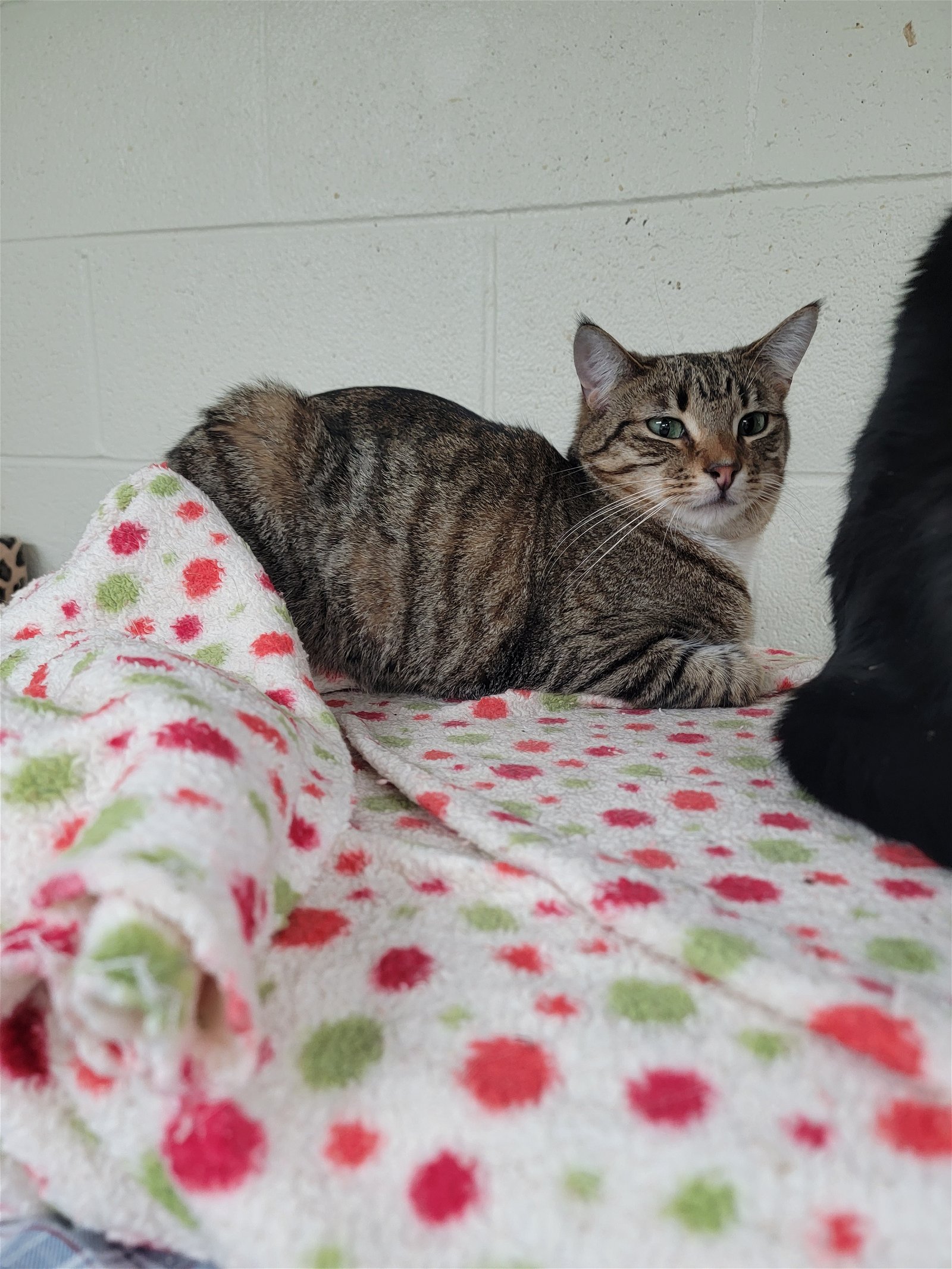adoptable Cat in Monroe, MI named Tink