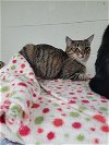 adoptable Cat in monroe, MI named Tink