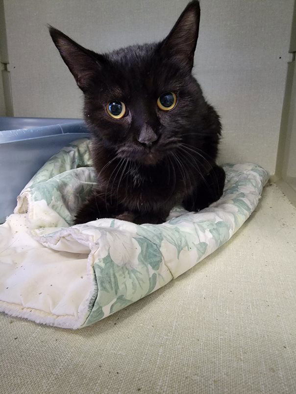 adoptable Cat in Monroe, MI named Elvira