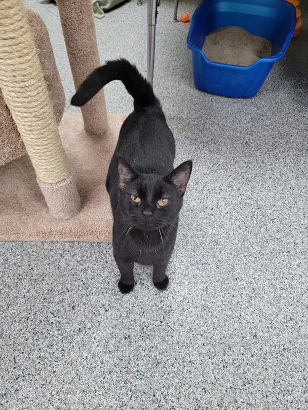 adoptable Cat in Monroe, MI named Titten