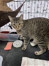 adoptable Cat in  named Bryce