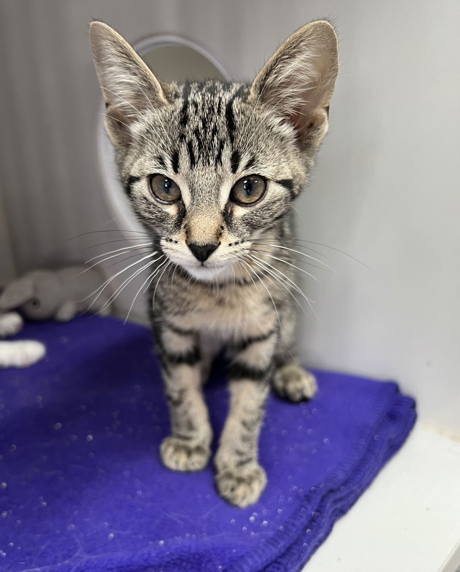 adoptable Cat in Monroe, MI named Minnow