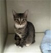 adoptable Cat in  named Huron