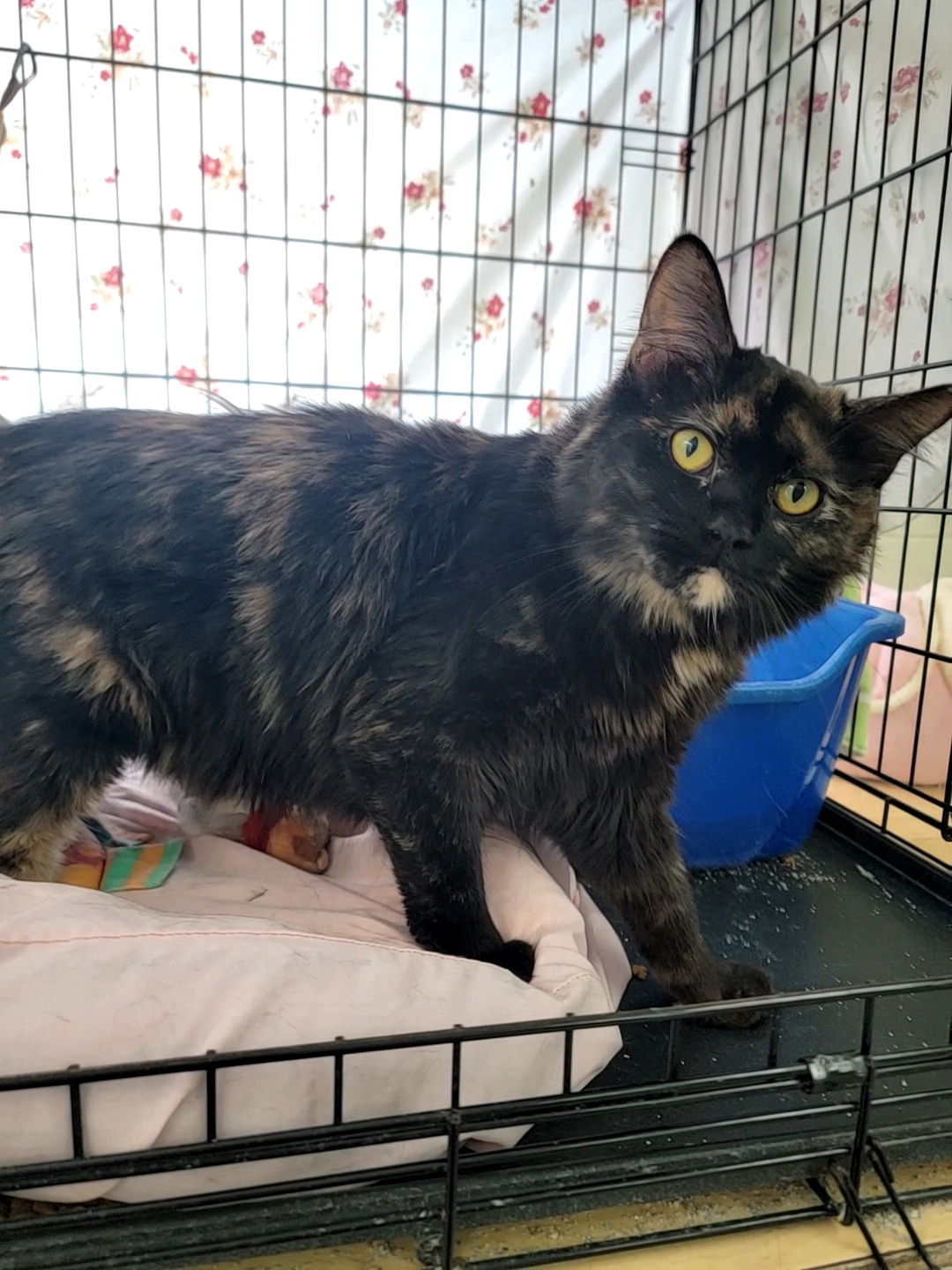 adoptable Cat in Monroe, MI named Dinah