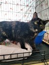 adoptable Cat in  named Dinah