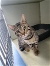 adoptable Cat in  named Chapo