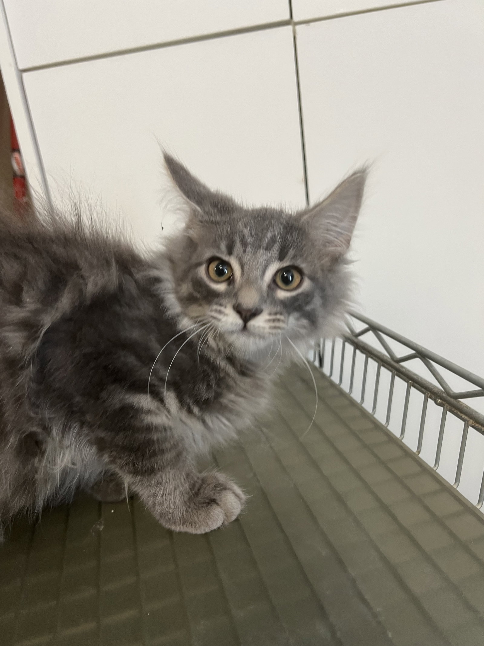 Cats for Adoption in Madison Heights, Michigan Alpha Paw