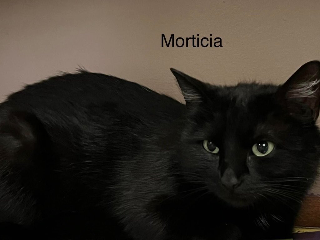 adoptable Cat in Monroe, MI named Morticia